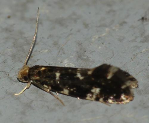 Réf. 303 211 : Nemapogon koenigi
